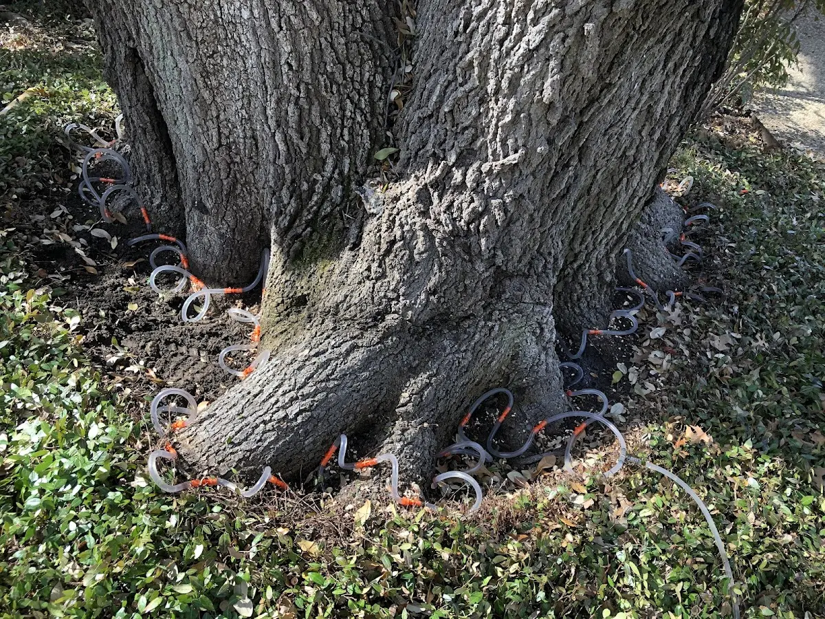 Detailed Tree Cabling and Bracing job site in Markleysburg